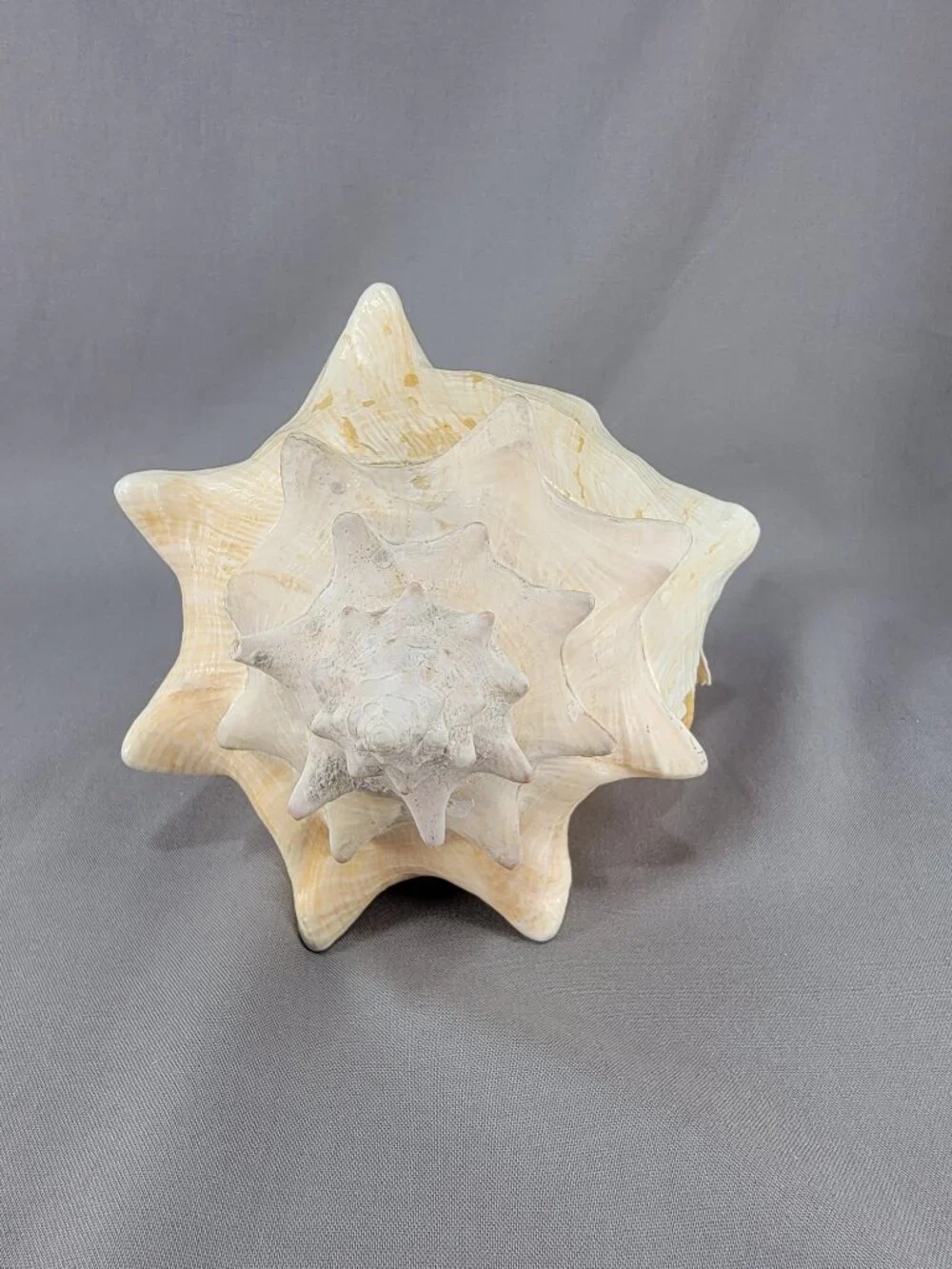 Vtg Natural Conch Seashell Shell Beach Nautical Home Decor Weathered Distressed
